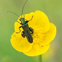Thick-Legged Flower Beetle 5 OLYMPUS DIGITAL CAMERA